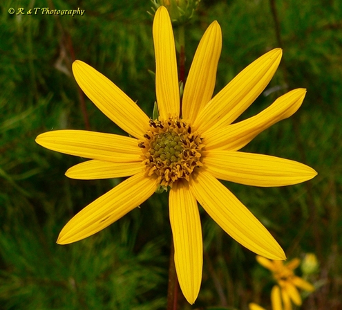 {Helianthus longifolius}